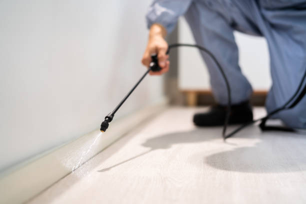Licensed Termite Control service in Tokeneke, CT - Nex Pest Control
